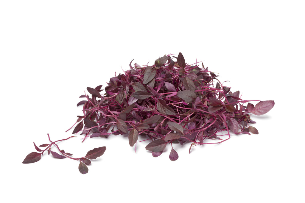 amaranth flower seeds Amaranth Red Garnet Organic Microgreen Seeds – Hometown Seeds