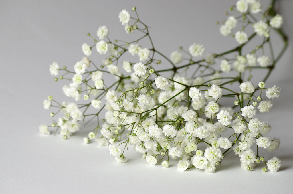 baby's breath flower seeds Baby's Breath Seeds