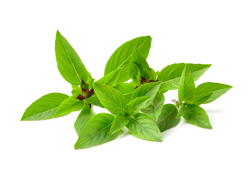 Basil, Thai Heirloom Hometown Seeds