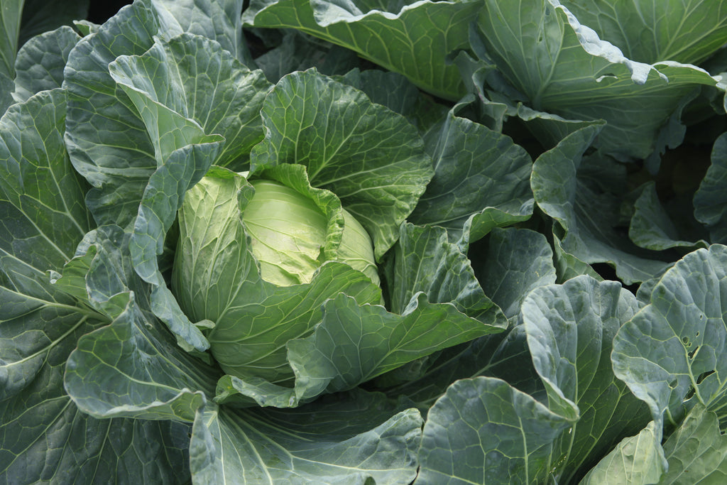 Late Flat Dutch Cabbage Seeds Heirloom Hometown Seeds