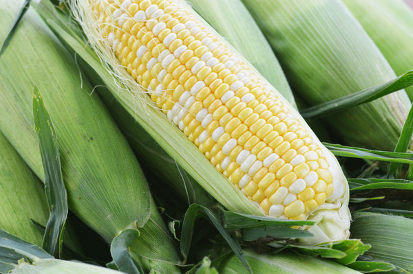 Ambrosia Hybrid (se) Corn Seeds