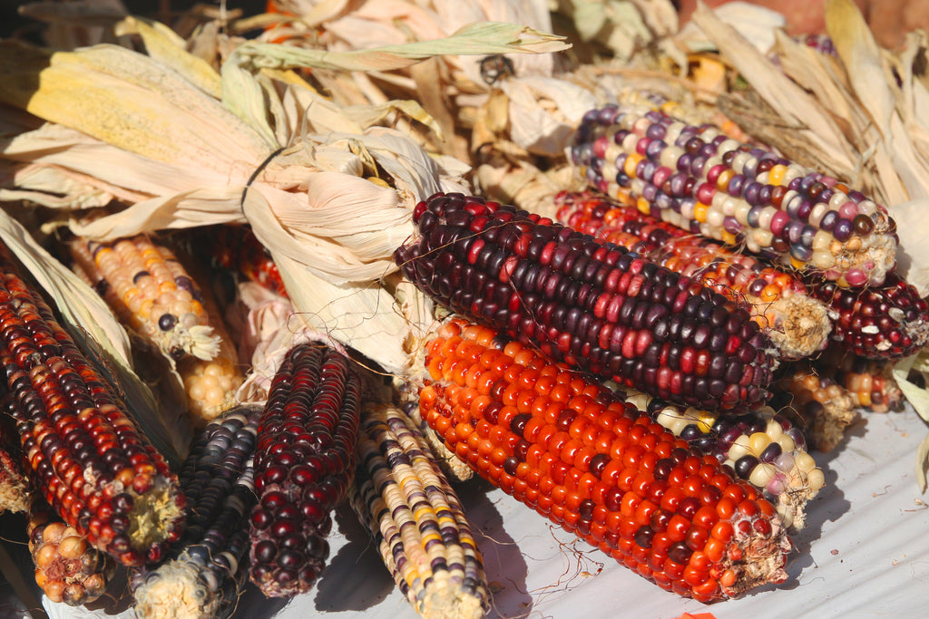 Corn Ornamental Indian Rainbow Seeds Heirloom Non-GMO (50+ Seeds) – Hello  May Garden