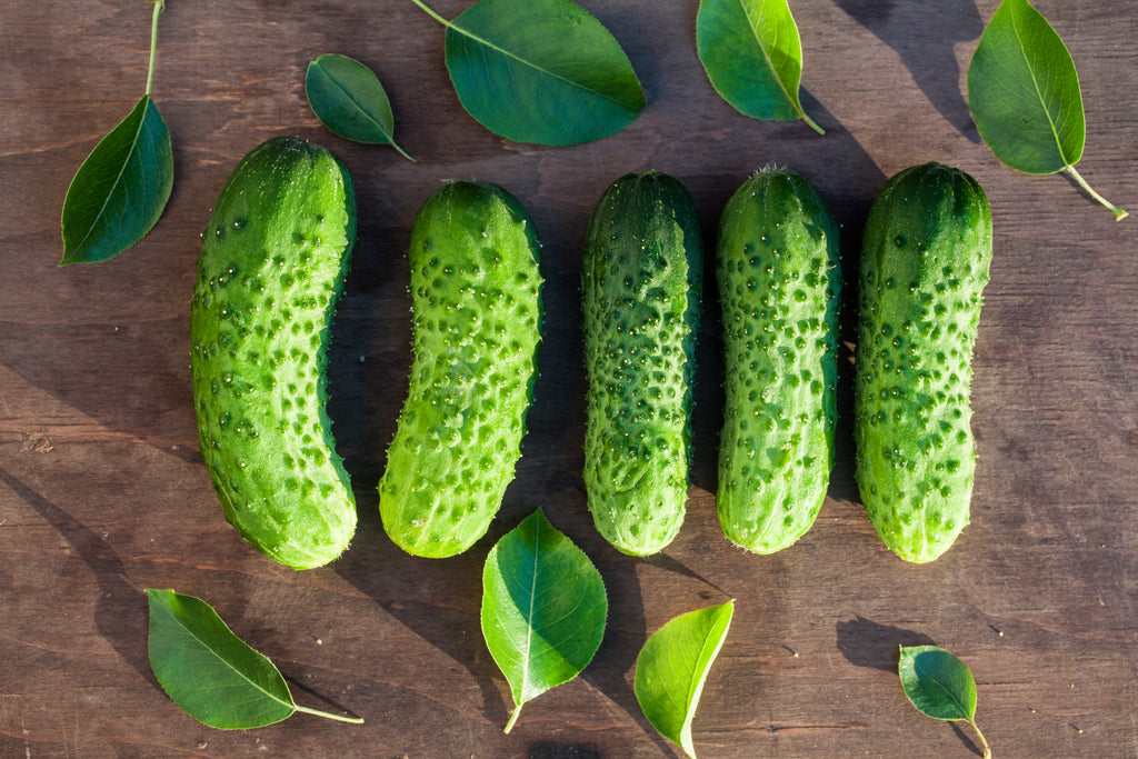 planting boston pickling cucumber seeds Boston Pickling Cucumber Seeds
