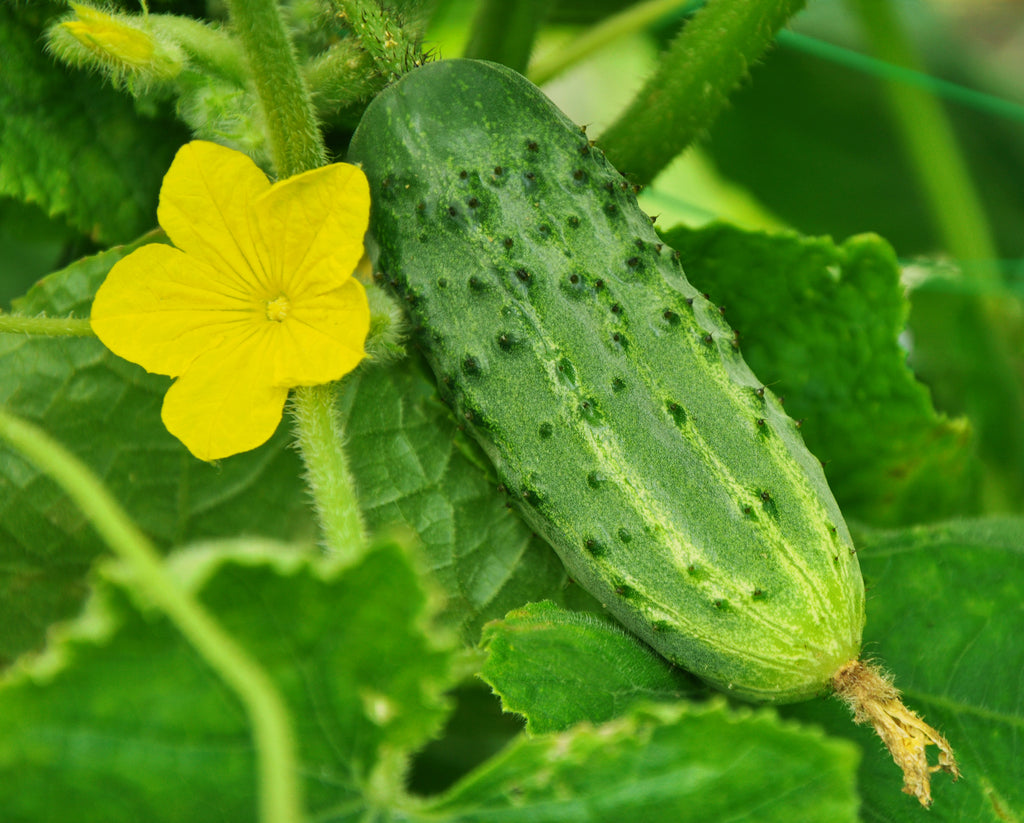 Pick A Bushel F1 Hybrid Pickling Cucumber Seeds Hometown Seeds