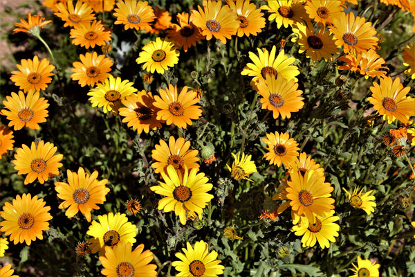 African Daisy Dimorphotheca Mixed Color Seeds - Heirloom