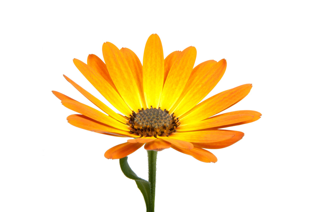 その他 Daisy.B African Daisy | Bright Lights™ Horizon™ Sunset | Proven Winners