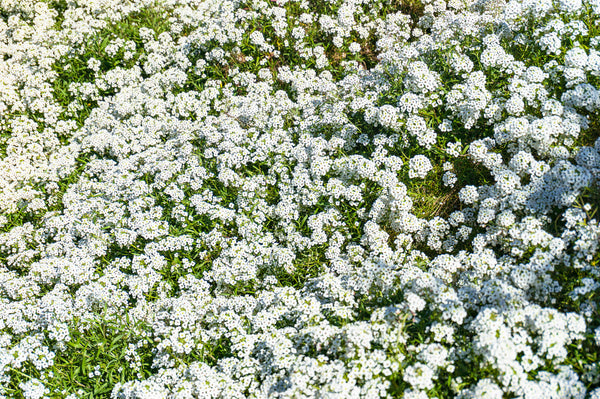 Alyssum Carpet Of Snow