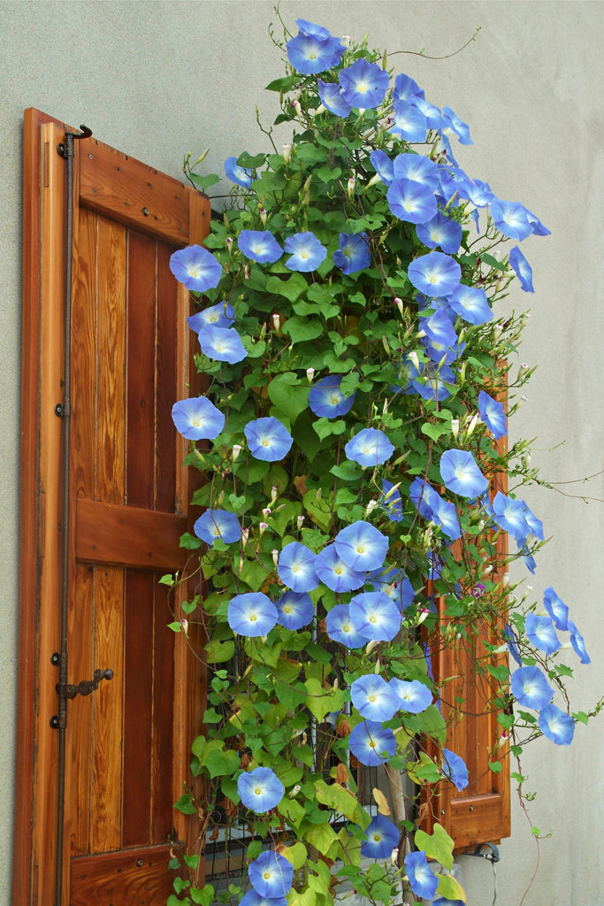 blue hanging plants Heavenly Blue Morning Glory – Hometown Seeds