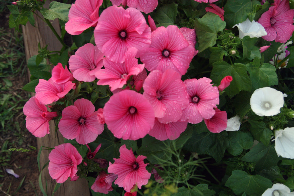 rose mallow from seed Rose Mallow – Hometown Seeds