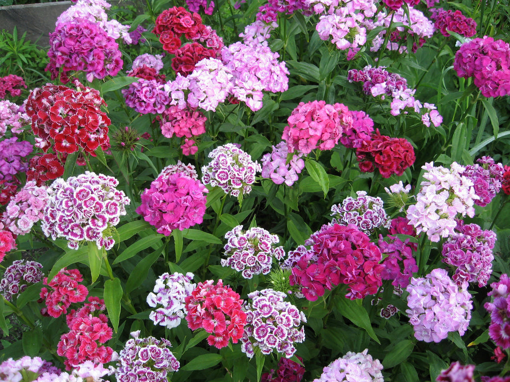 planting sweet william seeds Sweet William, Double Mixture – Hometown Seeds
