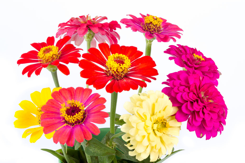 Flower_Zinnia_California_Giant