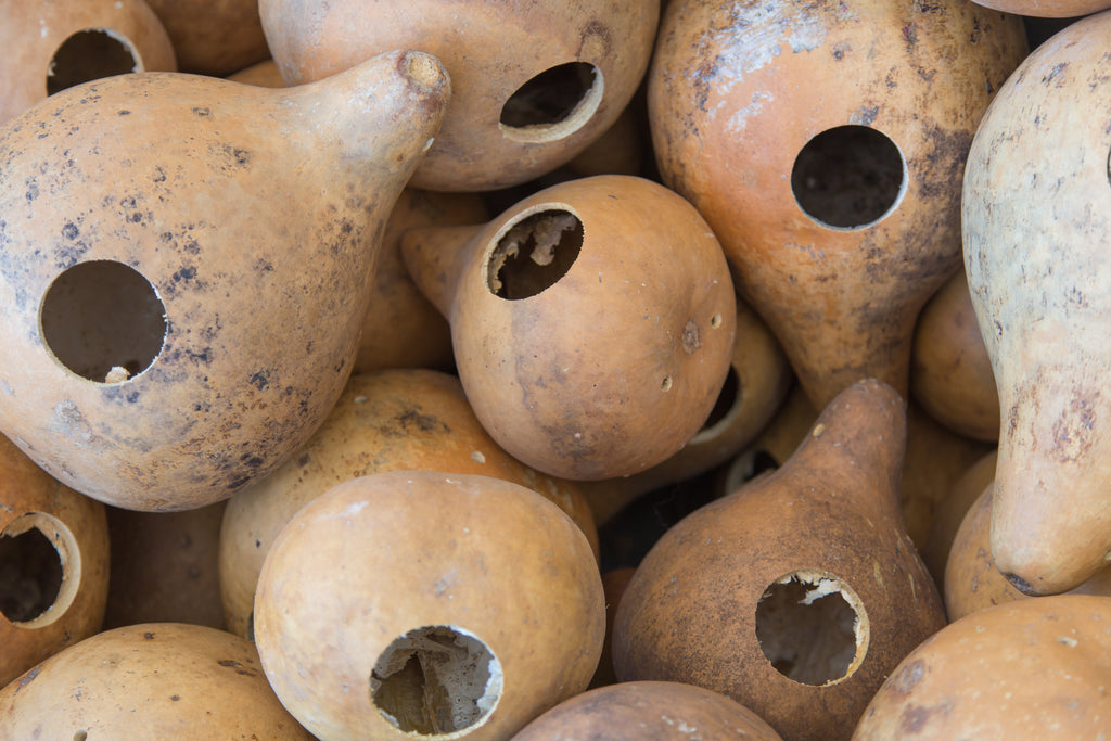 15+ Birdhouse Bottle Gourd Seeds - Lagenaria Siceraria - Heirloom Vine For Crafts & Birds