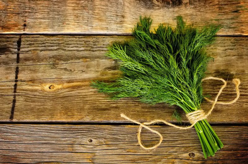 Dwarf Fernleaf Dill Heirloom Hometown Seeds