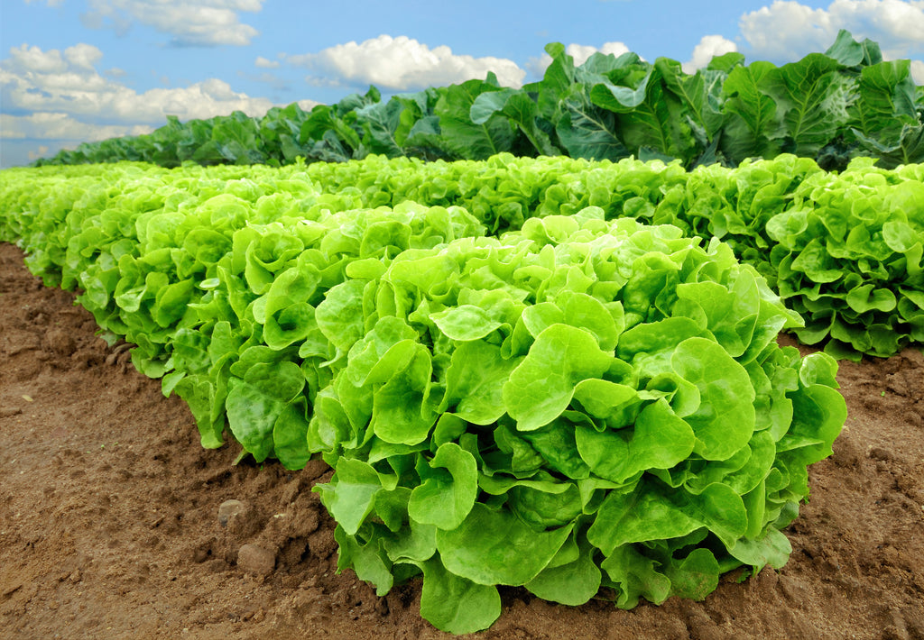 planting buttercrunch lettuce seeds Buttercrunch Lettuce Seeds