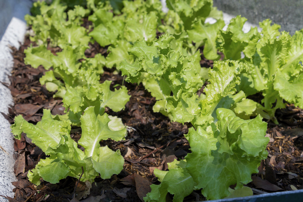 succulents grand rapids Grand Rapids Lettuce Seeds