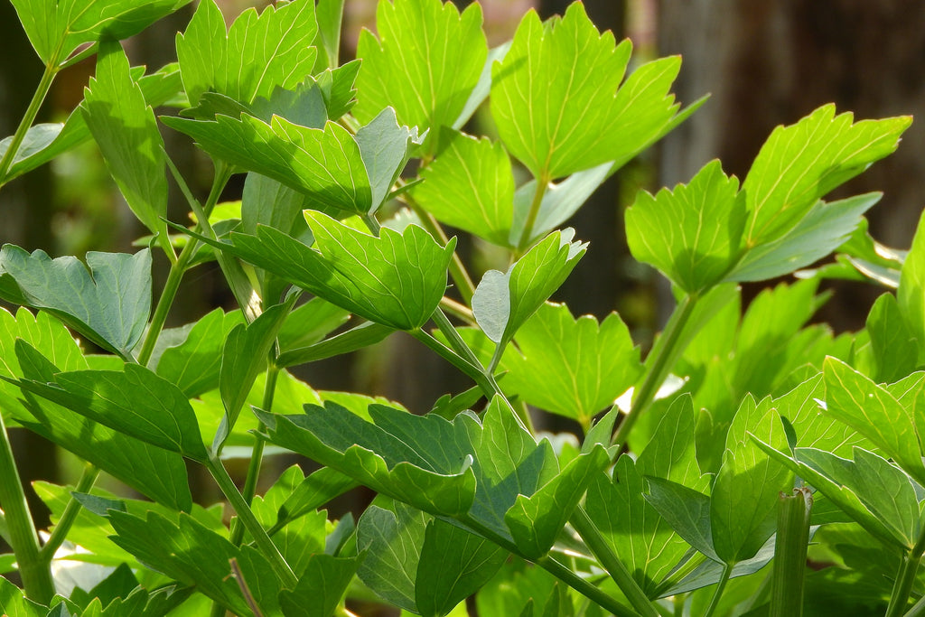 Lovage - Heirloom – Hometown Seeds