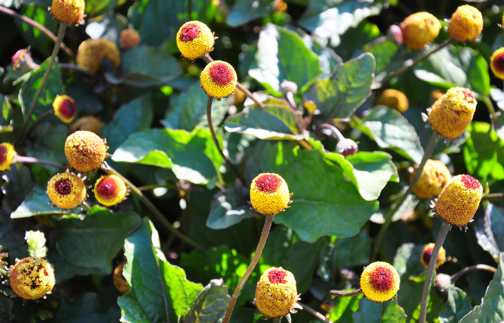 Paracress AKA Toothache Plant