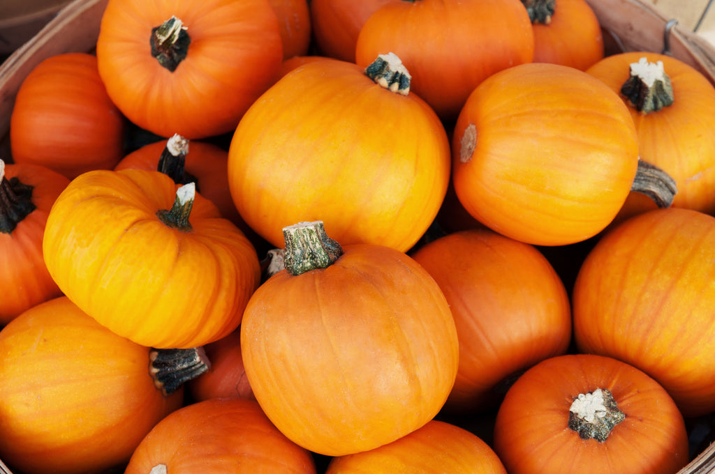 Sugar Pie Pumpkin Seeds Heirloom Hometown Seeds