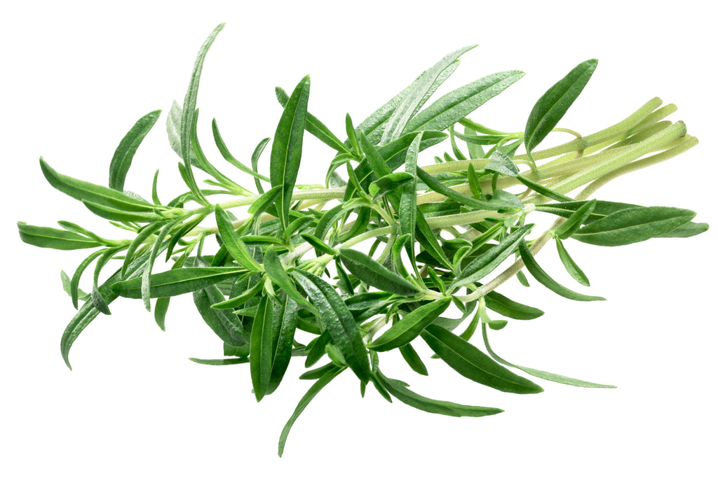 planting summer savory seeds Summer Savory