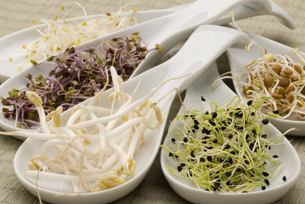 sprouting seeds for planting Survival/Preparedness