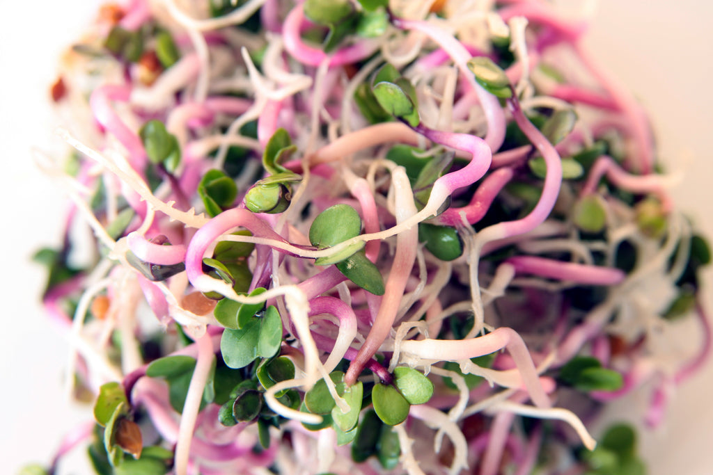 Triple_Sprout_Mix_1024x1024.