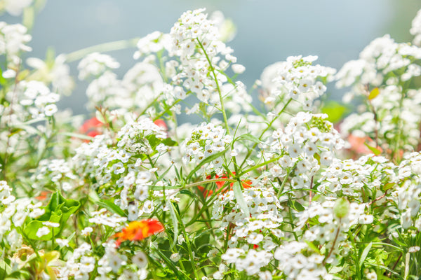 Alyssum Carpet Of Snow