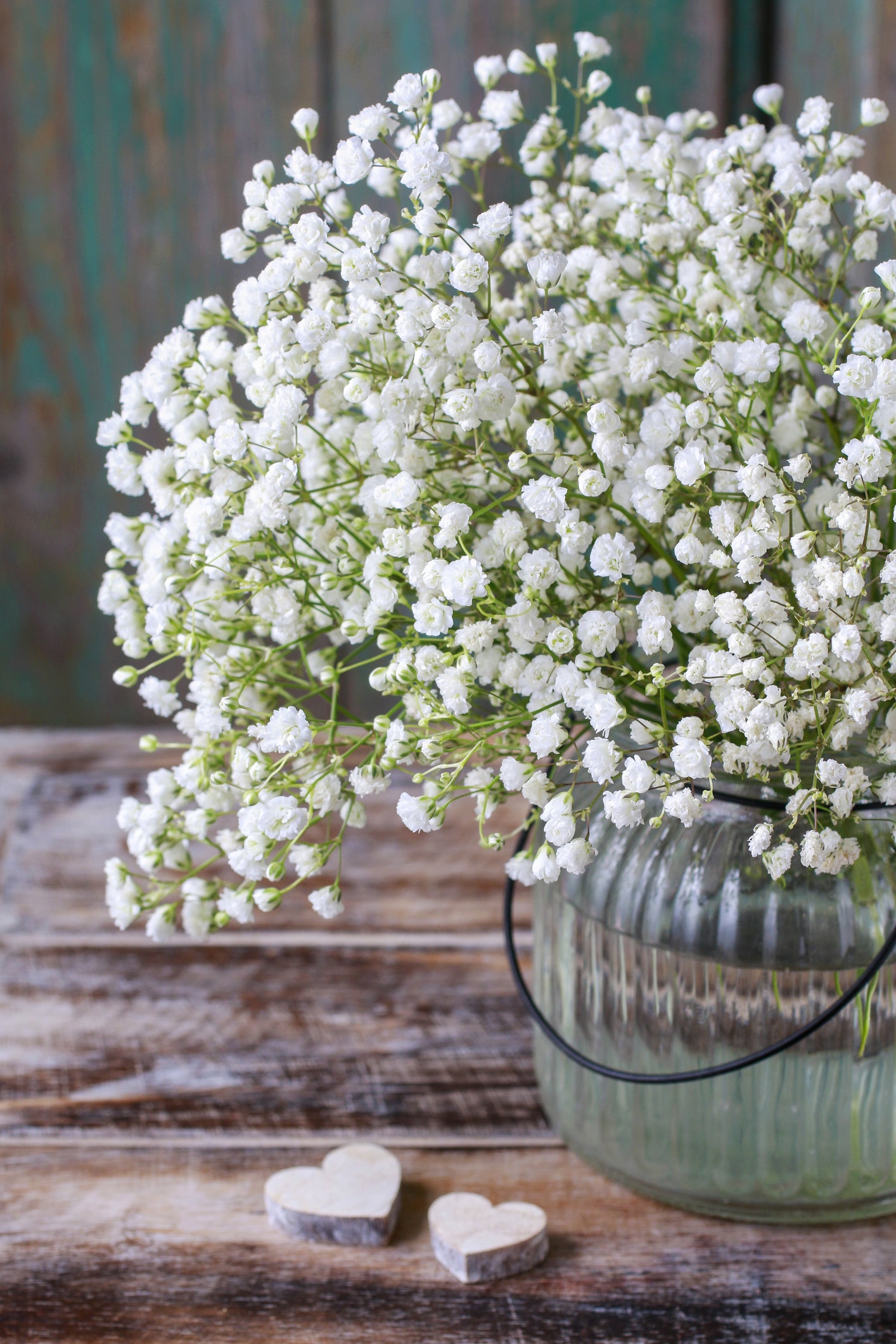 White Annual, Gypsophila Seeds