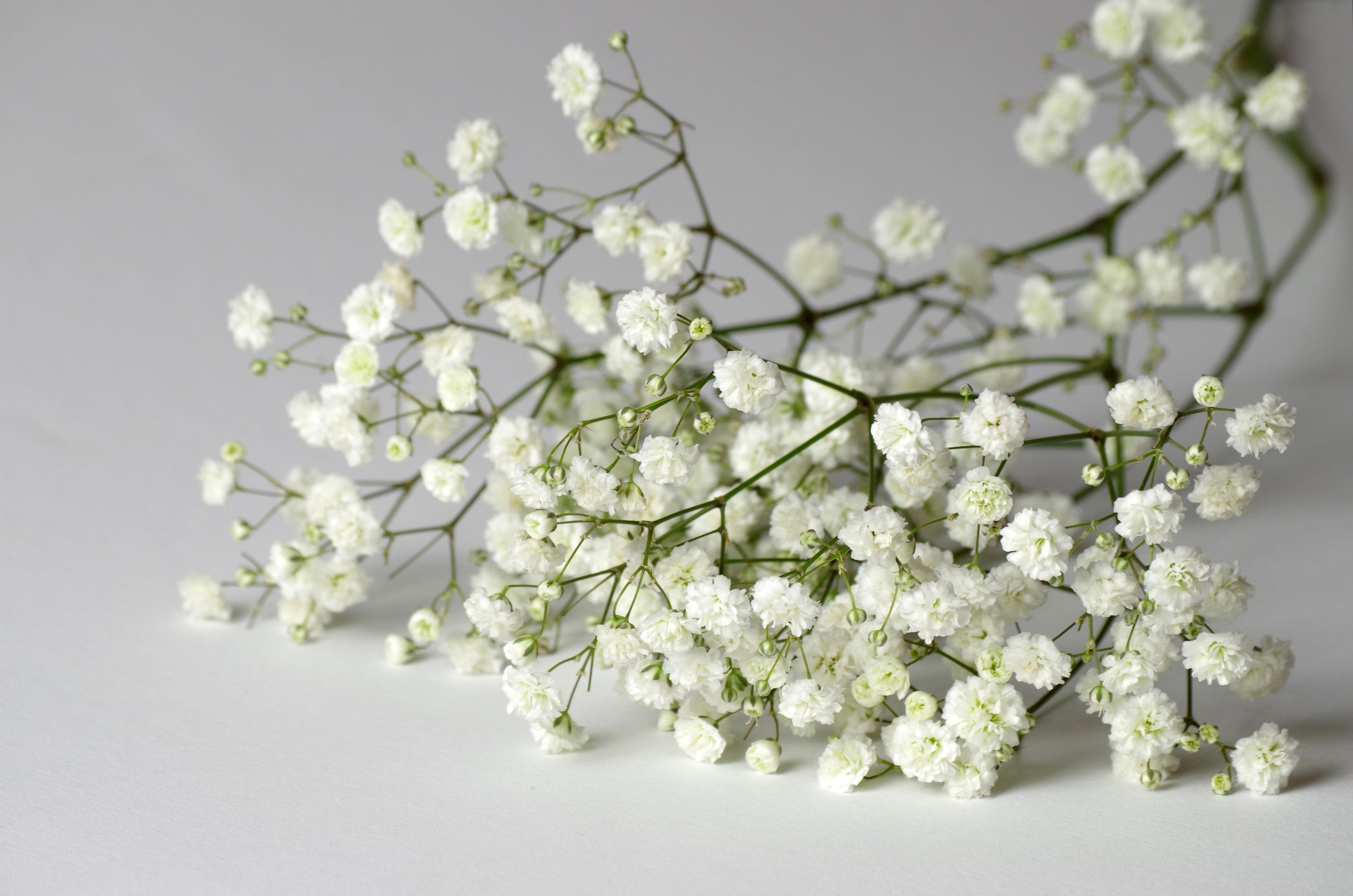 Baby's Breath Seeds, Shop 5 Varieties