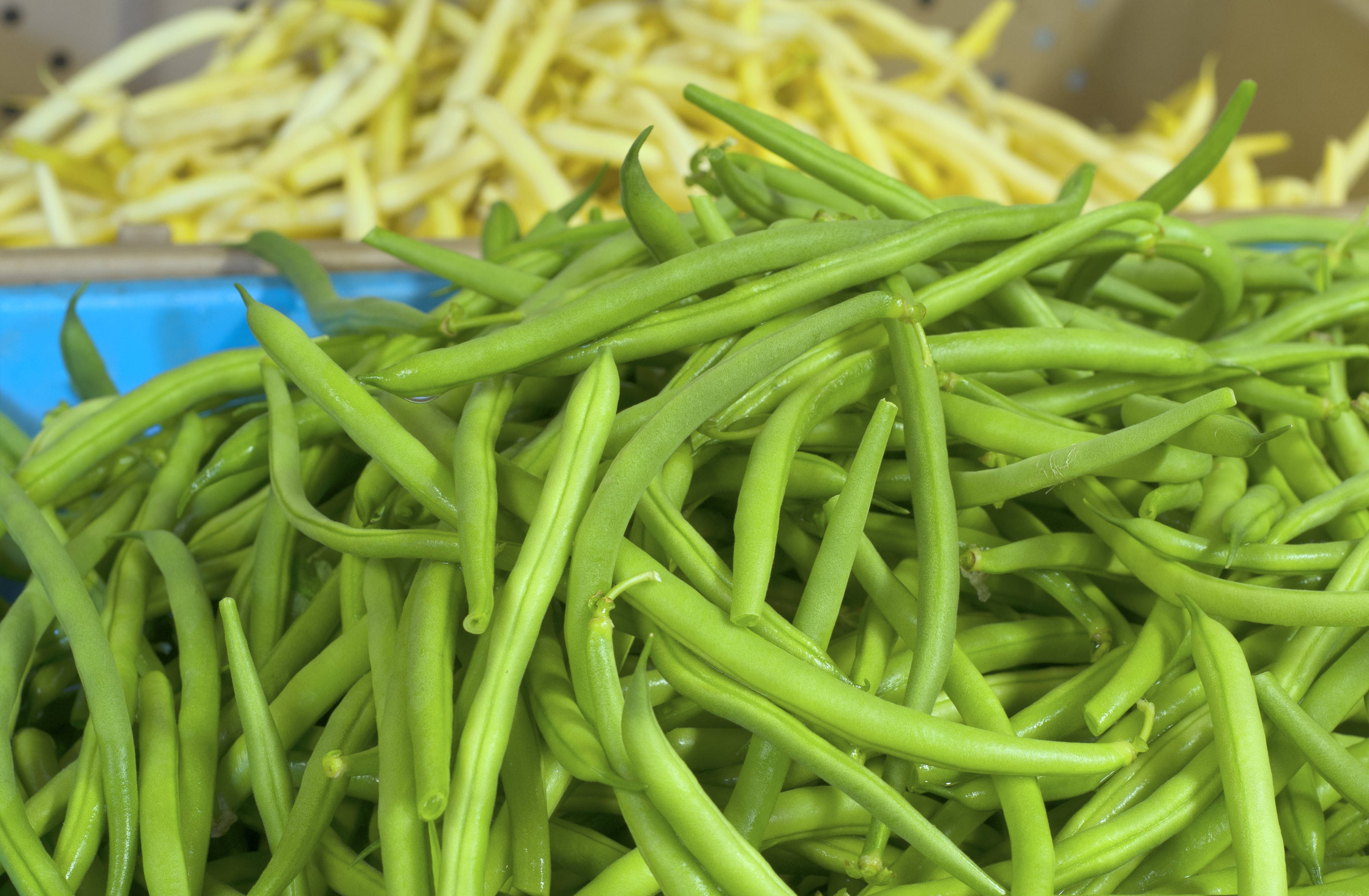 jade beans plant Jade Bush Bean Seeds
