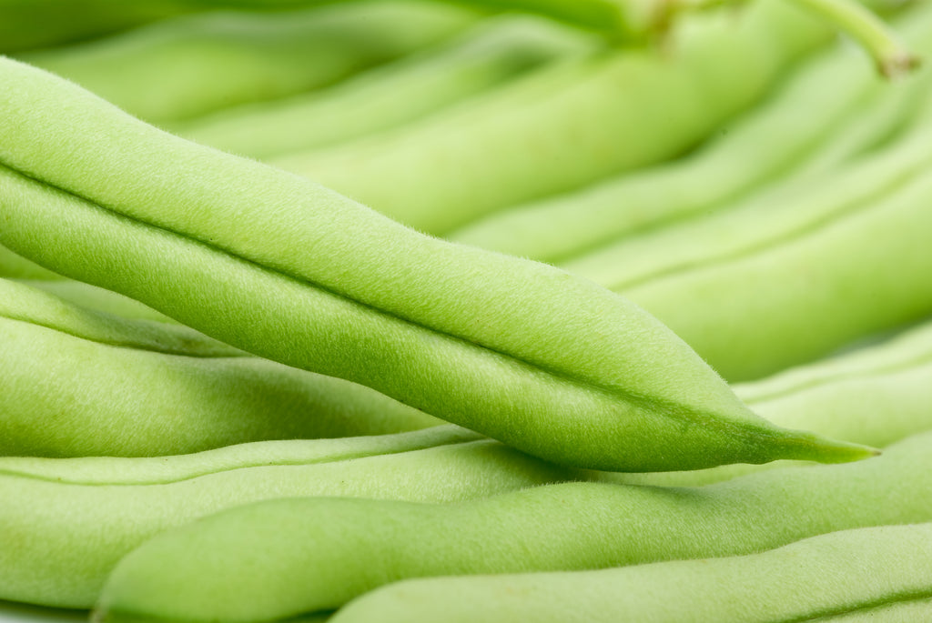 Islet Bean Slenderette Bush Bean Seeds - Heirloom – Hometown Seeds