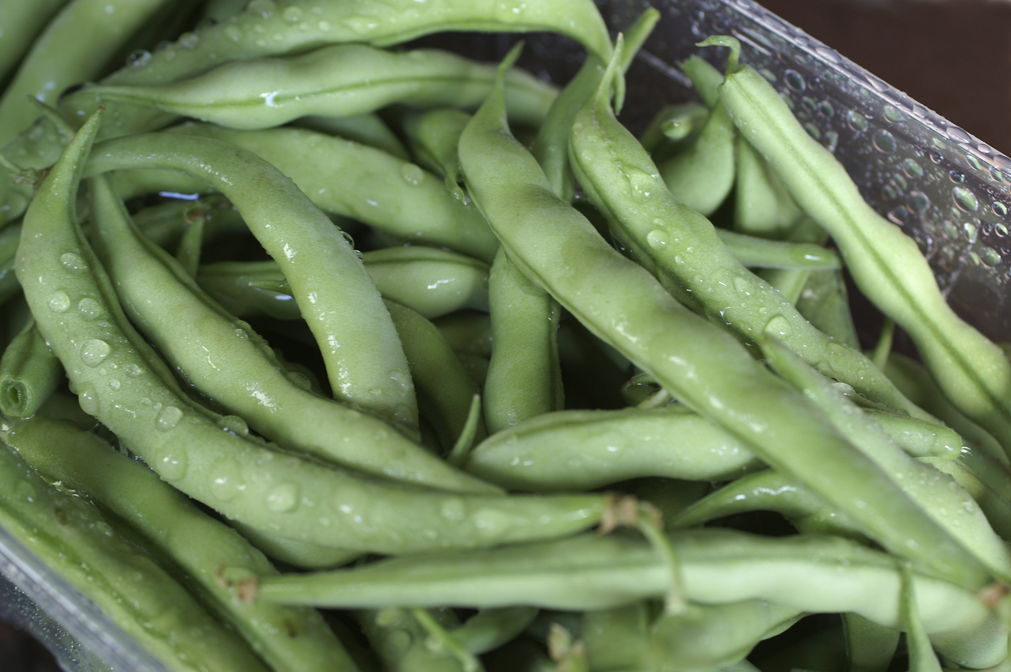 Strike Bush Bean Seeds - Heirloom – Hometown Seeds