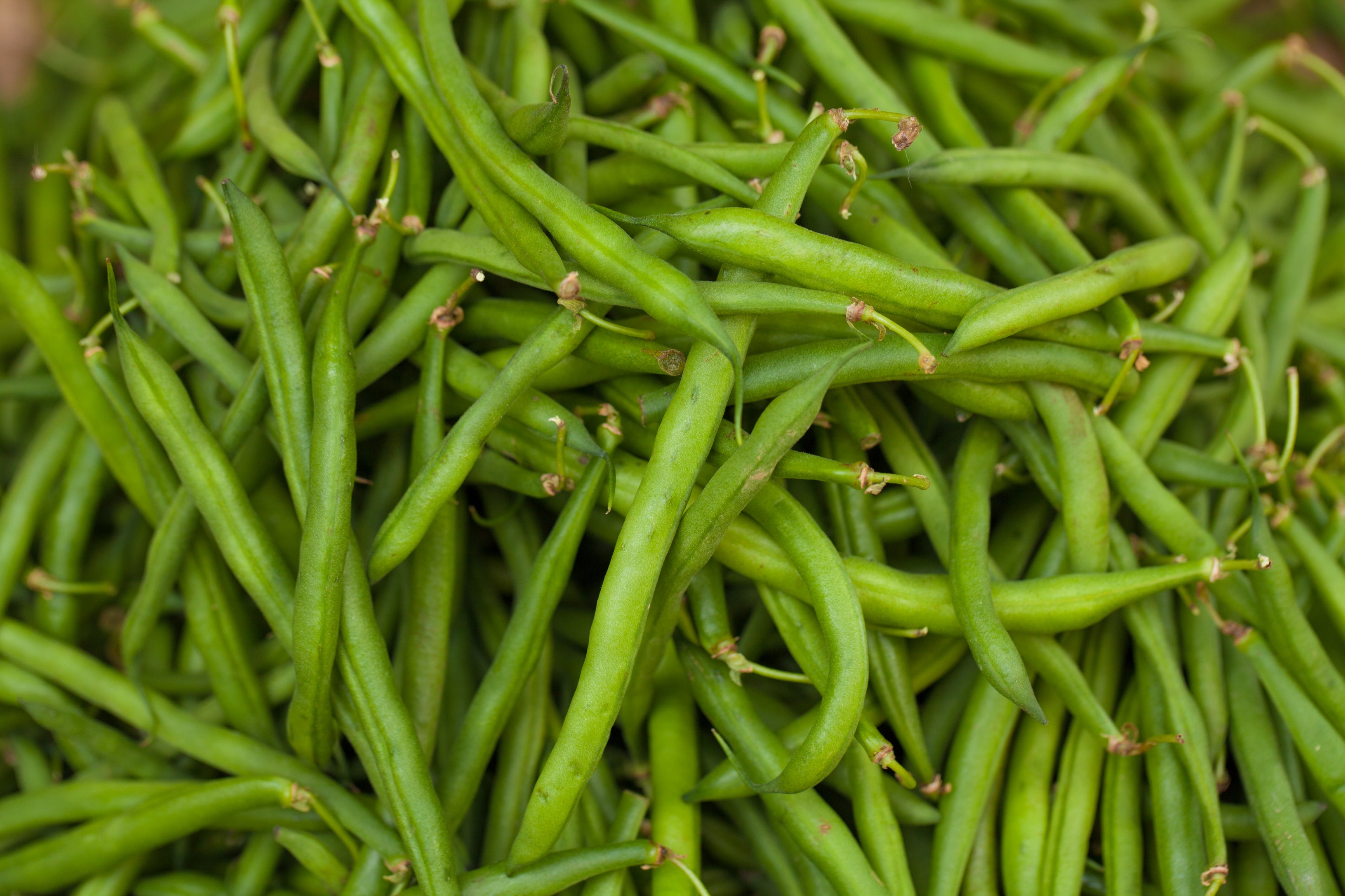 burpee garden bean seeds Stringless Green Pod (Burpee) Bean Seeds