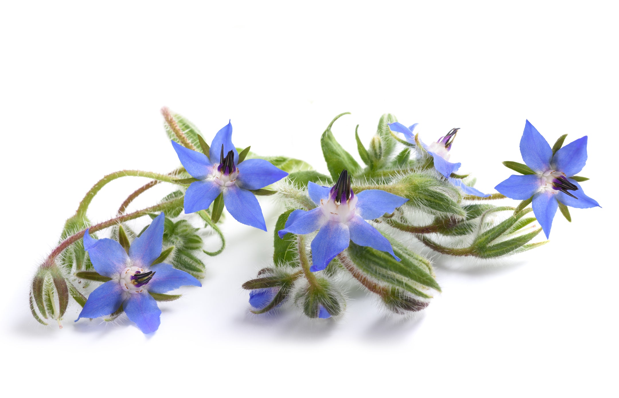 borage seed to flower time Borage Seeds