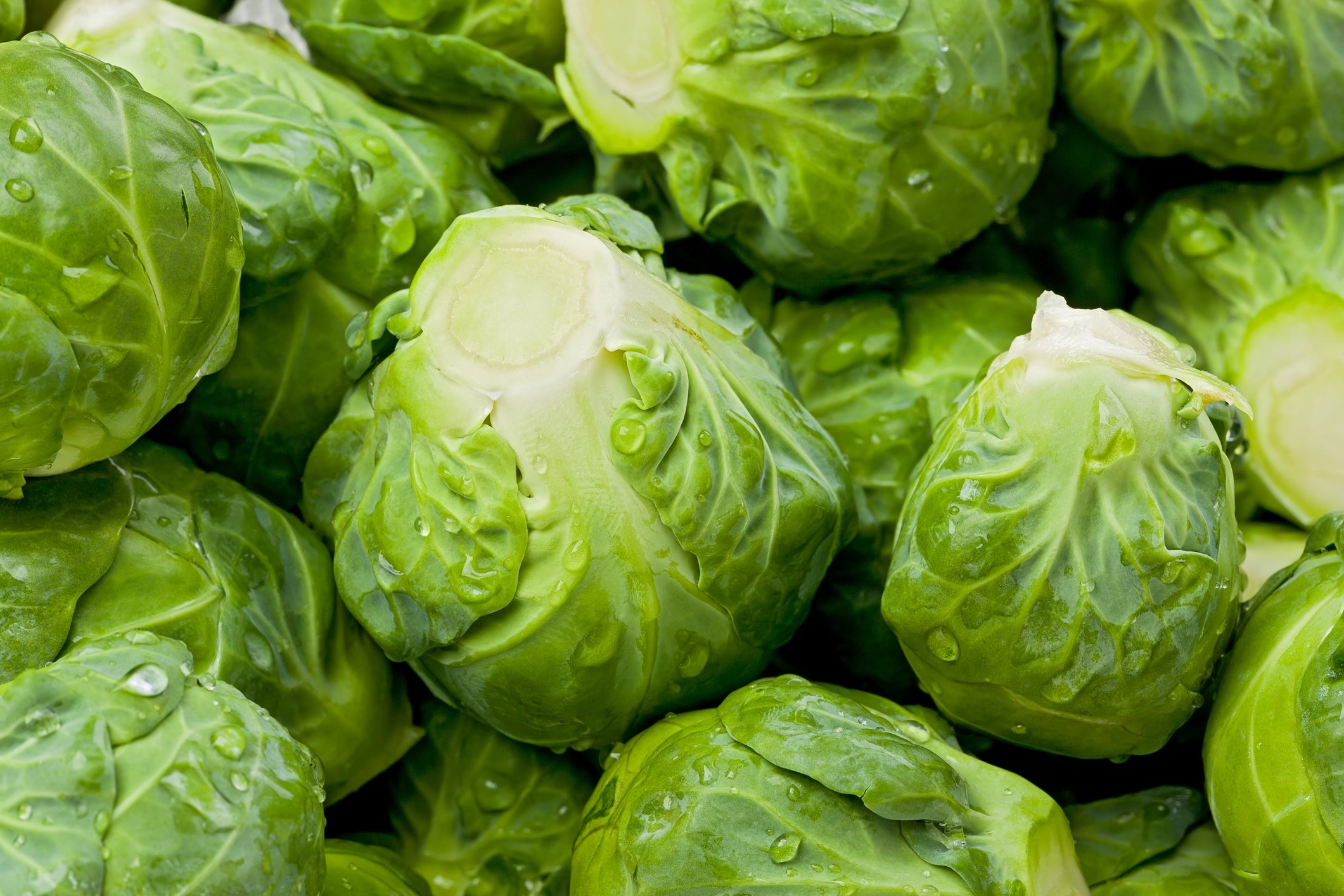 Catskill Brussels Sprouts – Heirloom Seeds Catskill Brussels Sprouts – Heirloom Seeds