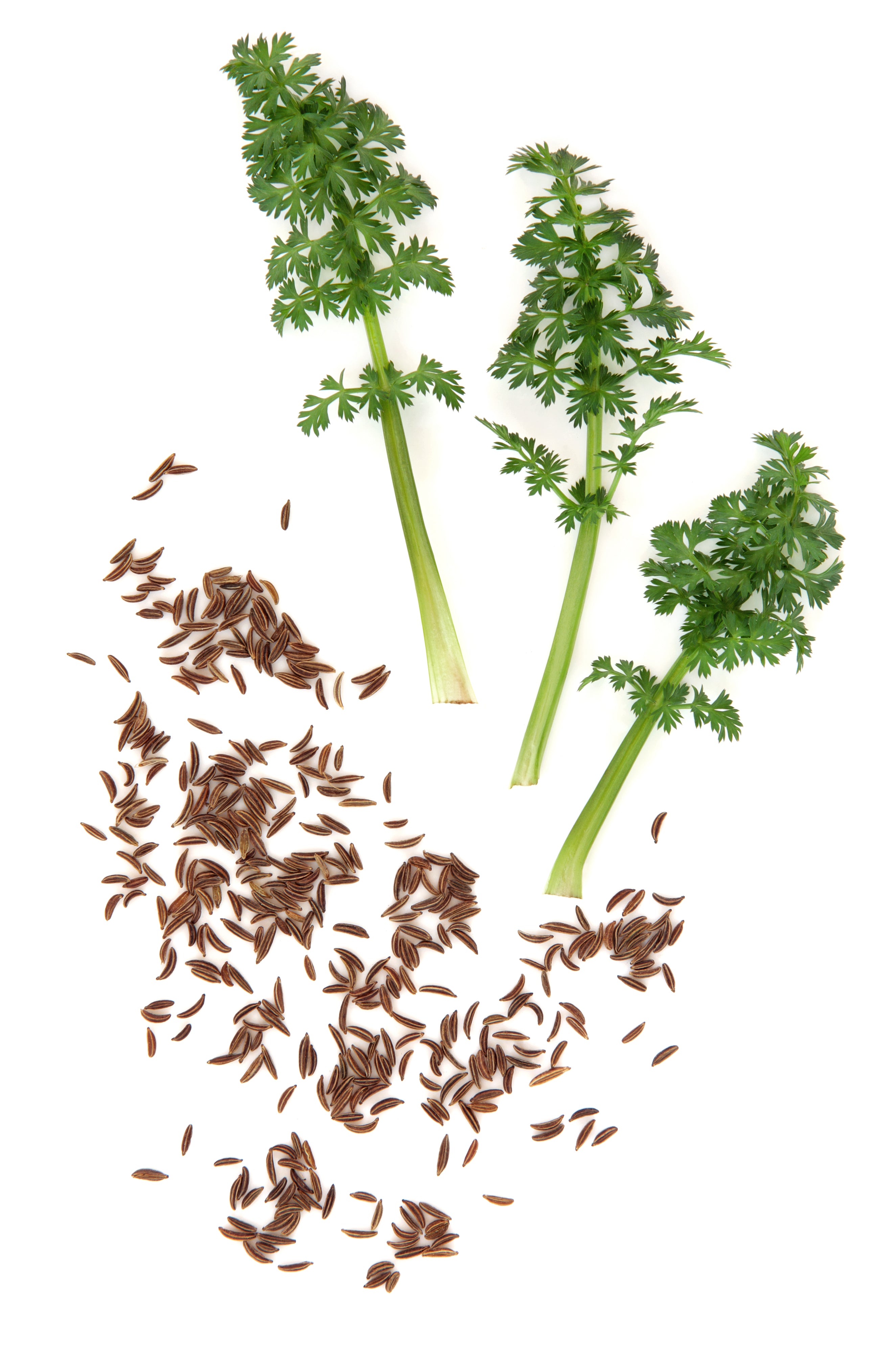 Caraway ( Carum carvi)