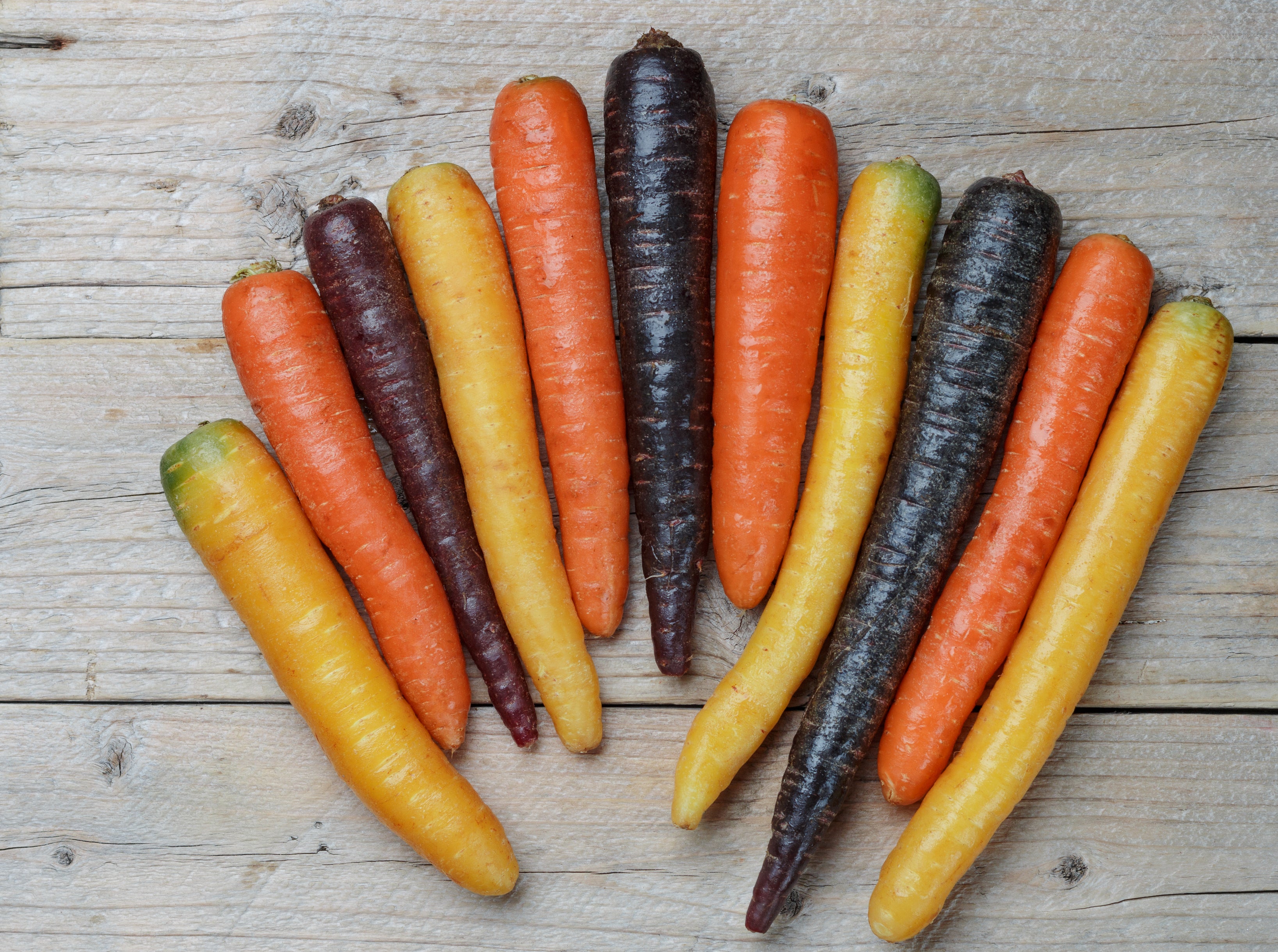 Bambino Carrot Heirloom Seeds Open Pollinated Orange Carrot 