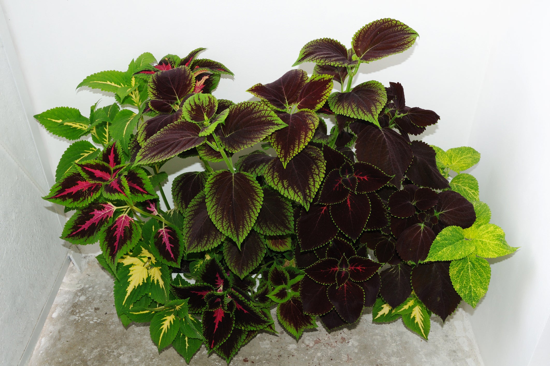 thumbnail image 2 of Solenostemon Scutellarioides Cv - Coleus Rainbow Mix Seeds X100 - Ole Lantana Seed Store 2 of 12