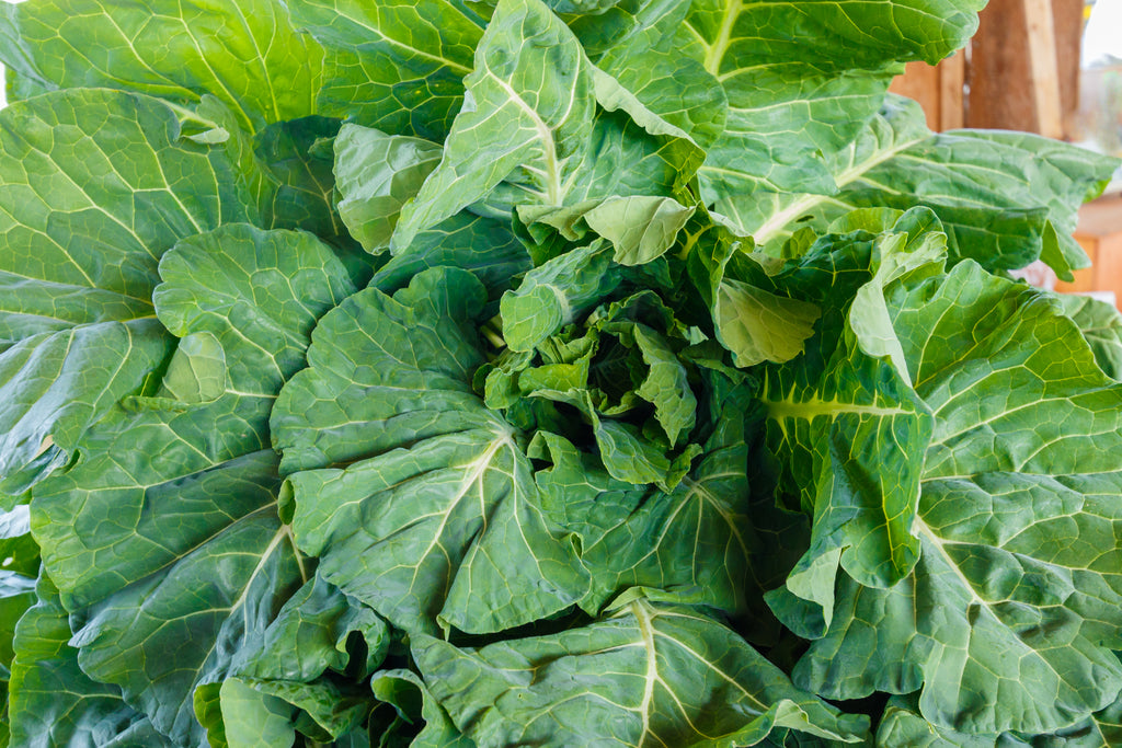 Georgia Southern Collards Seeds - Heirloom – Hometown Seeds