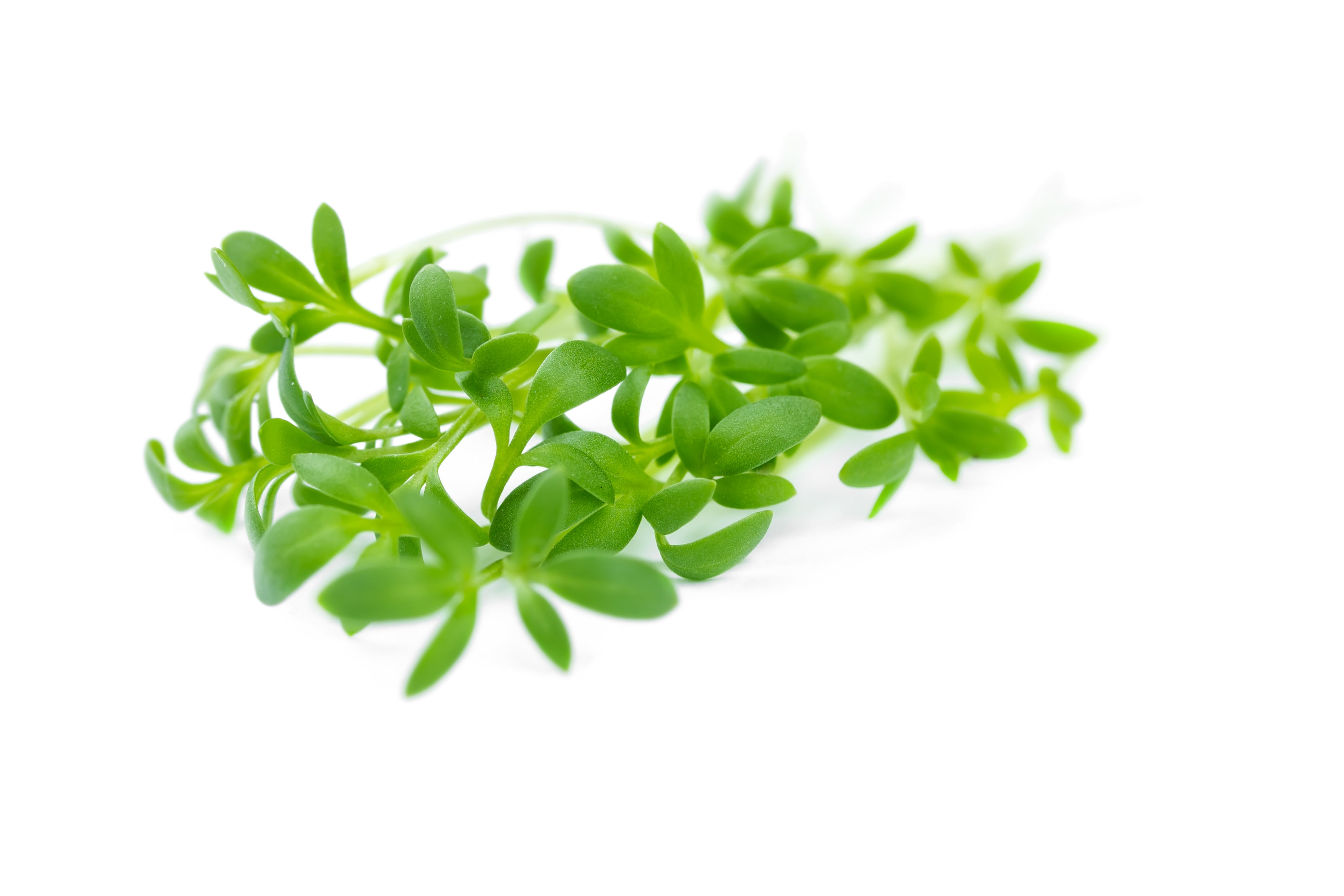 Curled Cress Sprouting Seeds