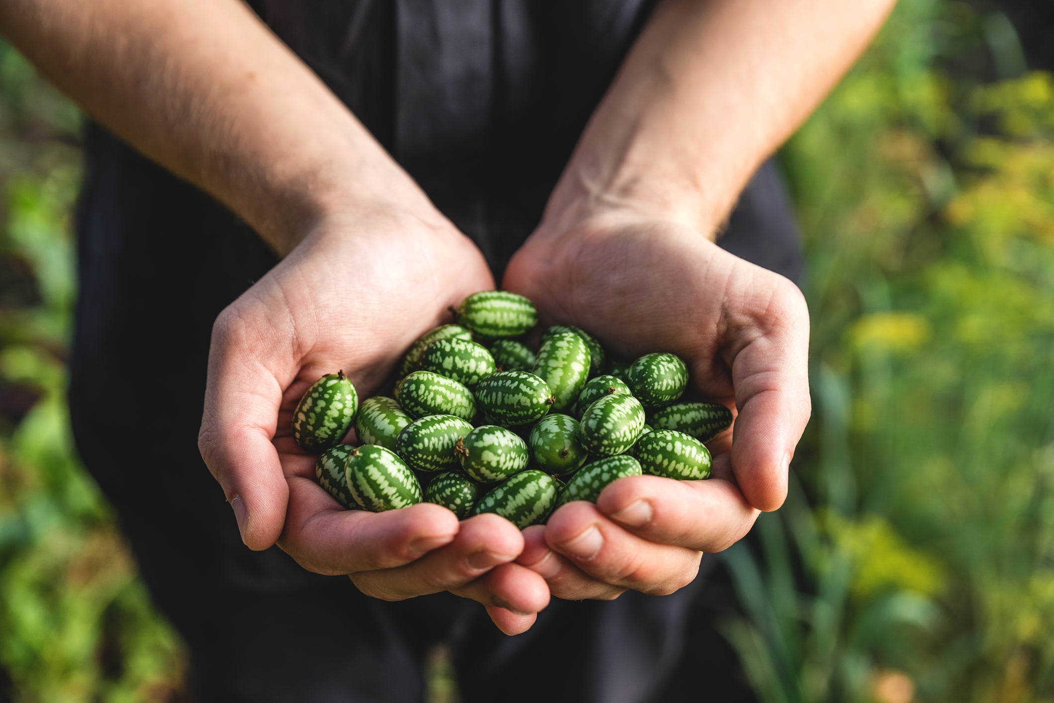 Mexican Sour Gherkin (Cucamelon) Cucumber Seeds - Heirloom