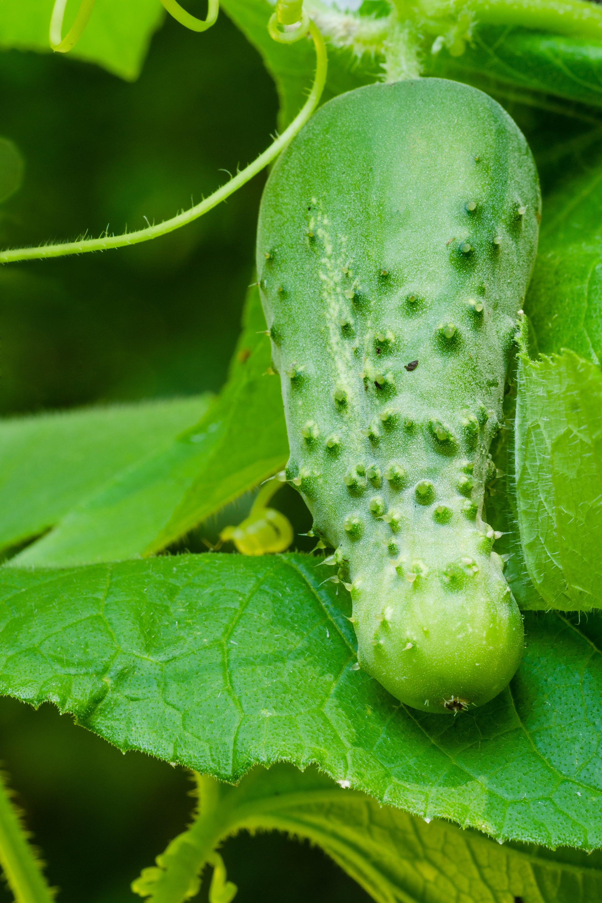 planting boston pickling cucumber seeds Boston Pickling Cucumber Seeds