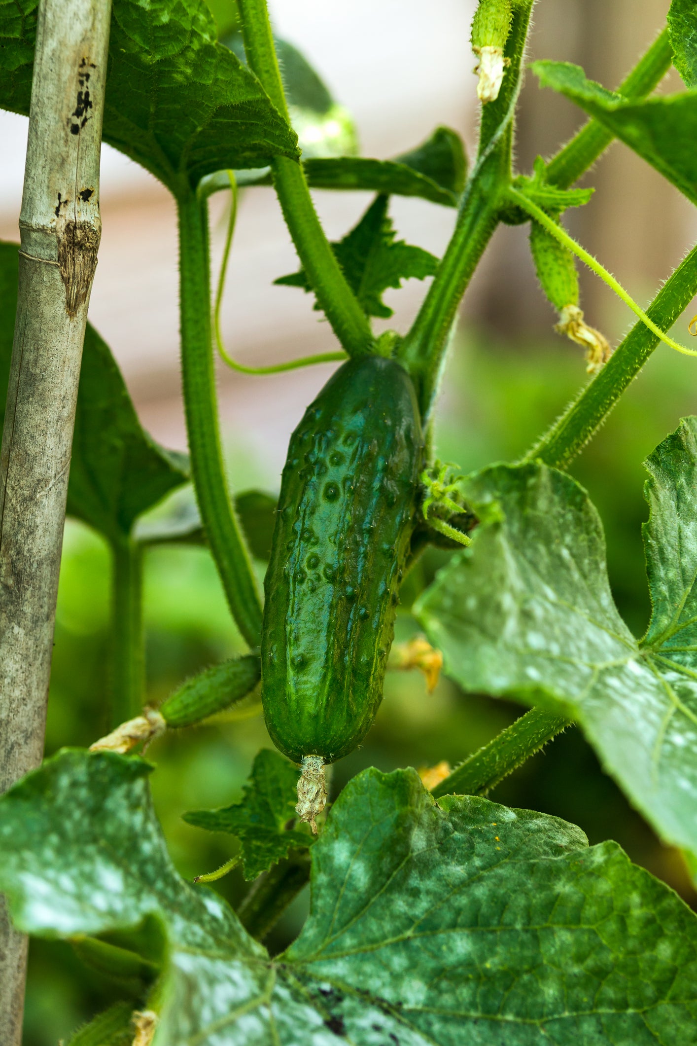 planting pickling cucumber seeds Parisian Pickles Cucumber Seeds