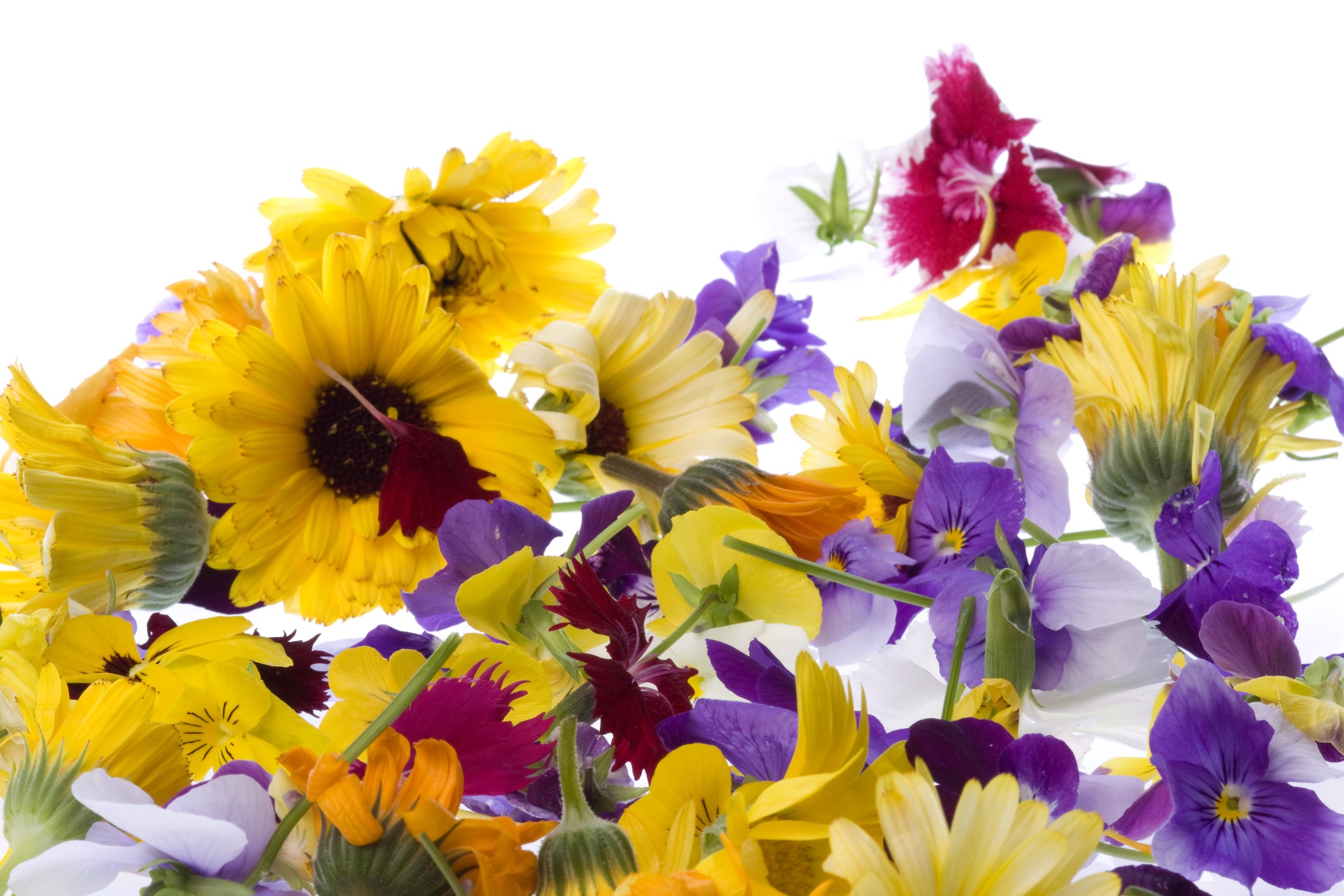 Edible Flower Mix  Harpke Family Farm