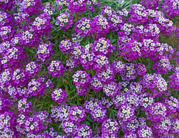 Alyssum Royal Carpet