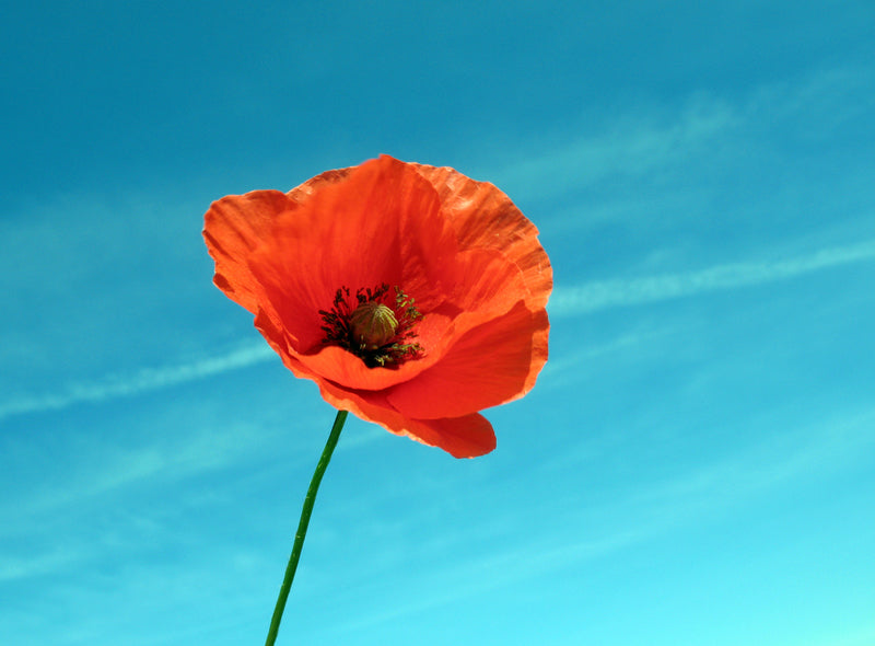 POPPY definition in American English