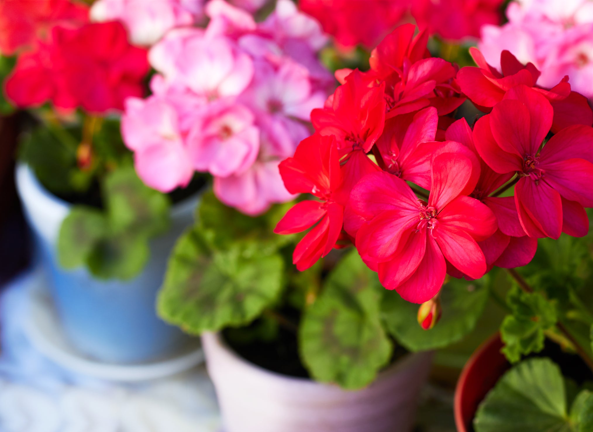 seed geranium Geranium Pinto Premium Series Seeds – Hometown Seeds