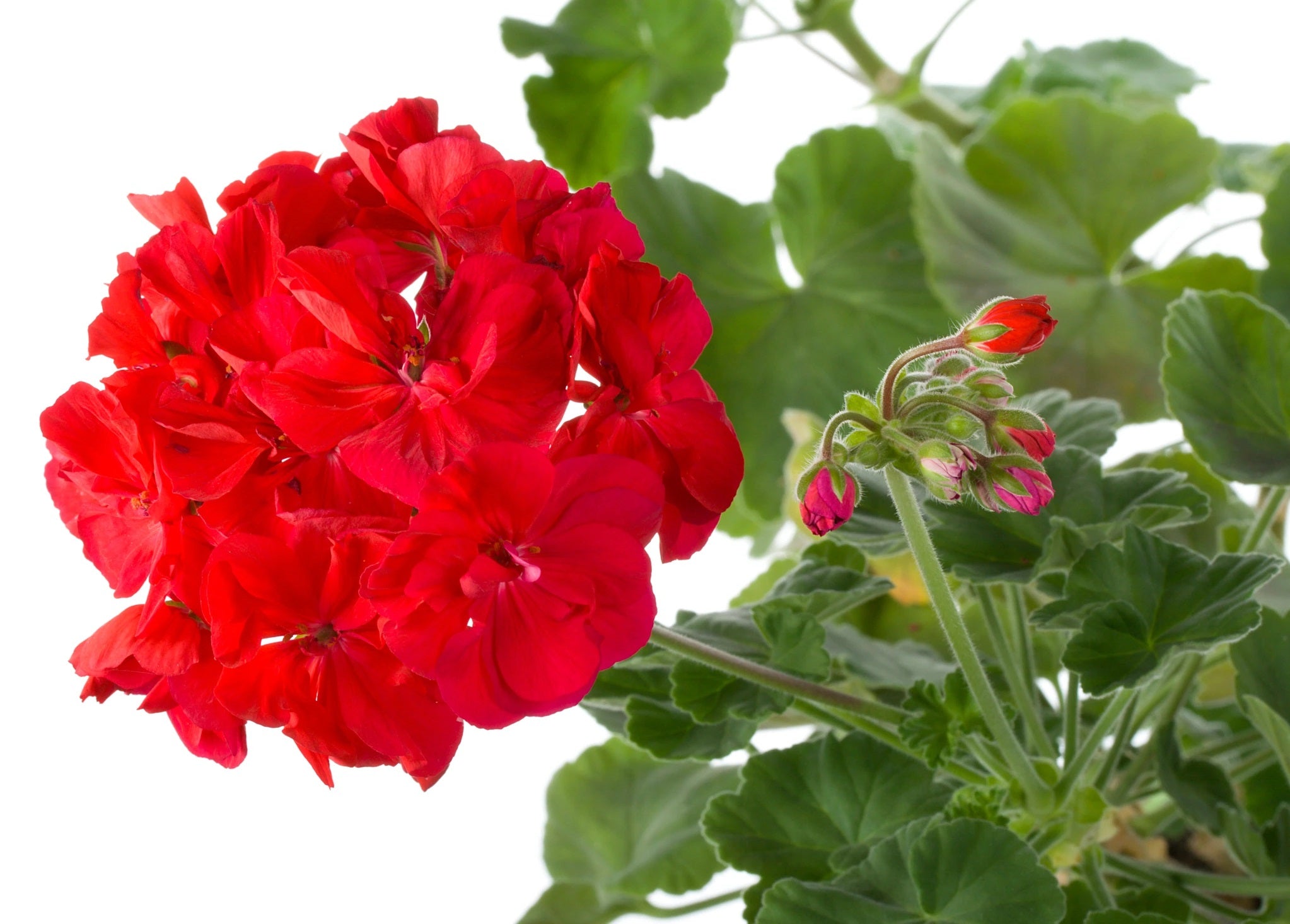 Geranium Humor Geranium Pinto Premium Deep Red