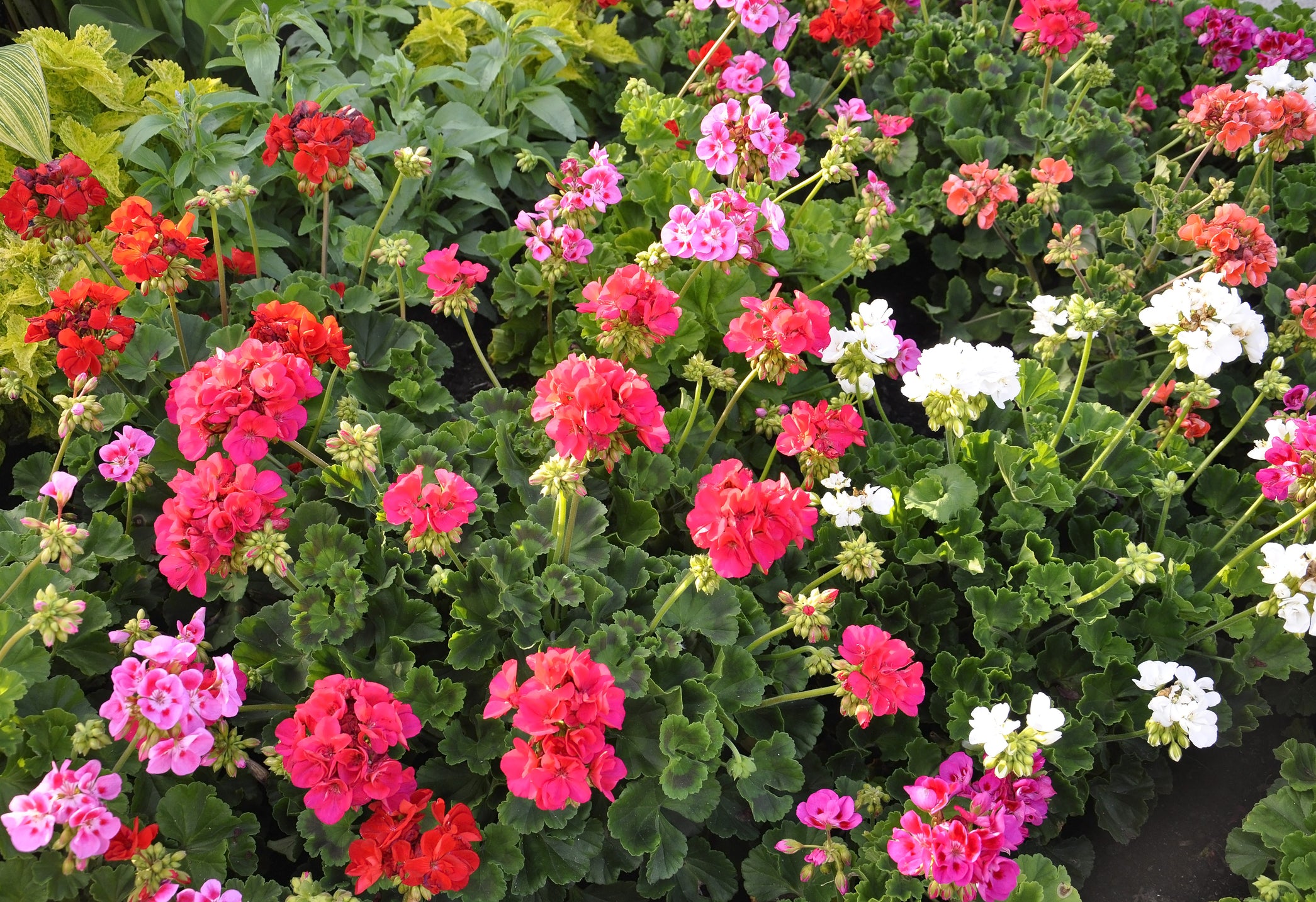 seed geraniums Geranium Pinto Premium Series Seeds – Hometown Seeds