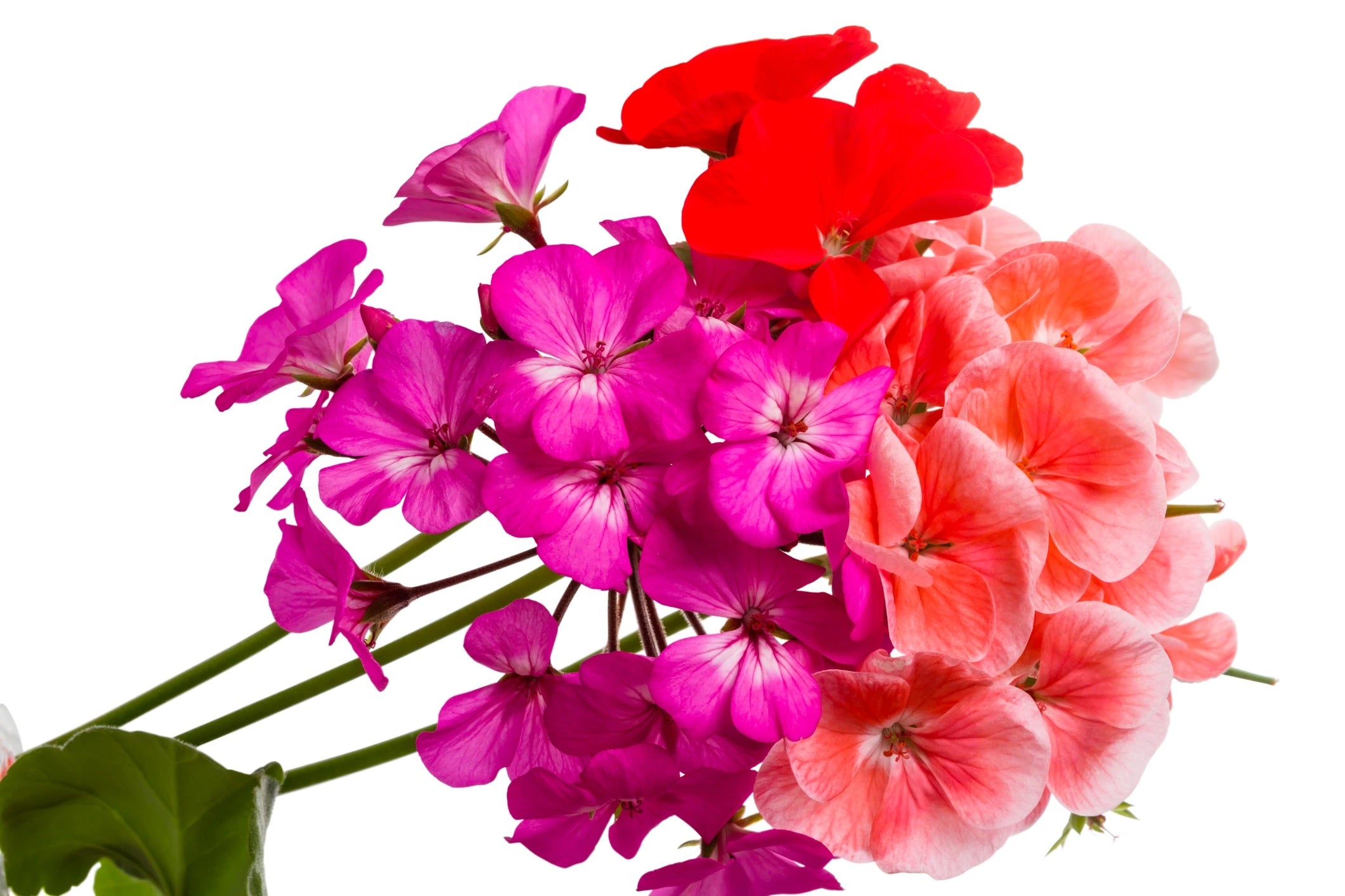 Pinot Geranium Geranium Pinto Premium Series Seeds – Hometown Seeds