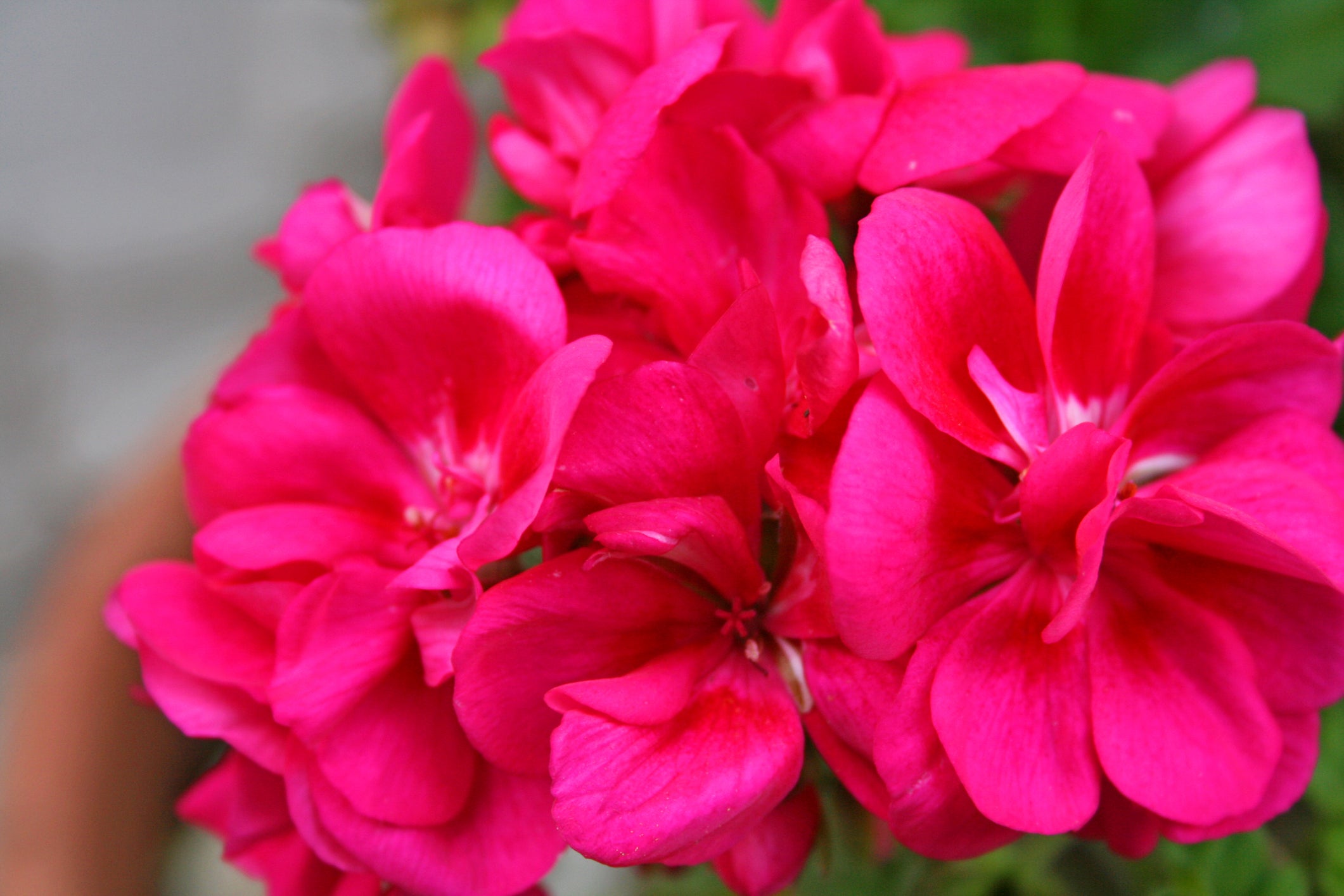 Pinot Geranium Geranium Pinto Premium Series Seeds – Hometown Seeds